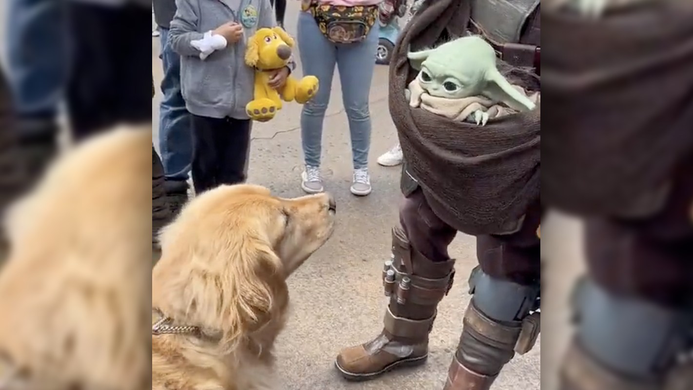 L'image du jour : Grogu se fait un nouvel ami, et c'est trop choupi