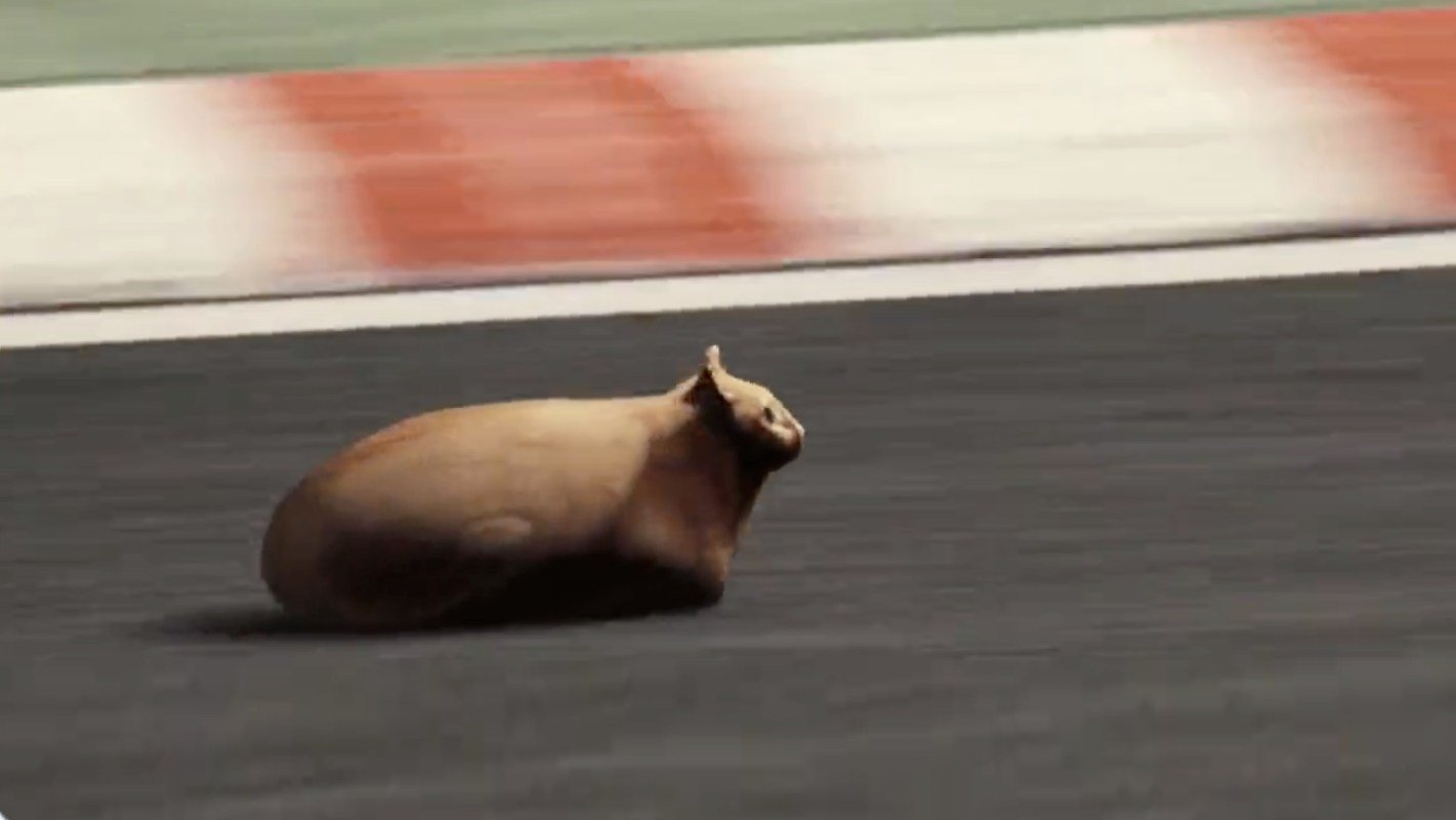 L'image du jour : un chat voiture de course en action, le gros n'importe quoi