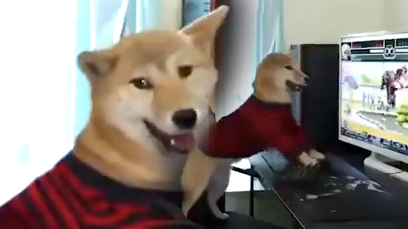 Le tweet du jour : ce chien pro gamer qu'il ne faut surtout pas déranger