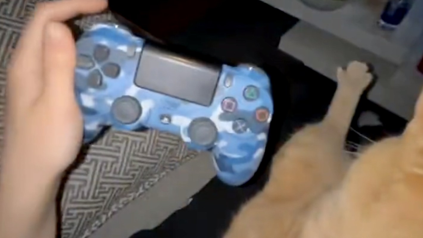 Le tweet du jour : un chat ultra bien posé