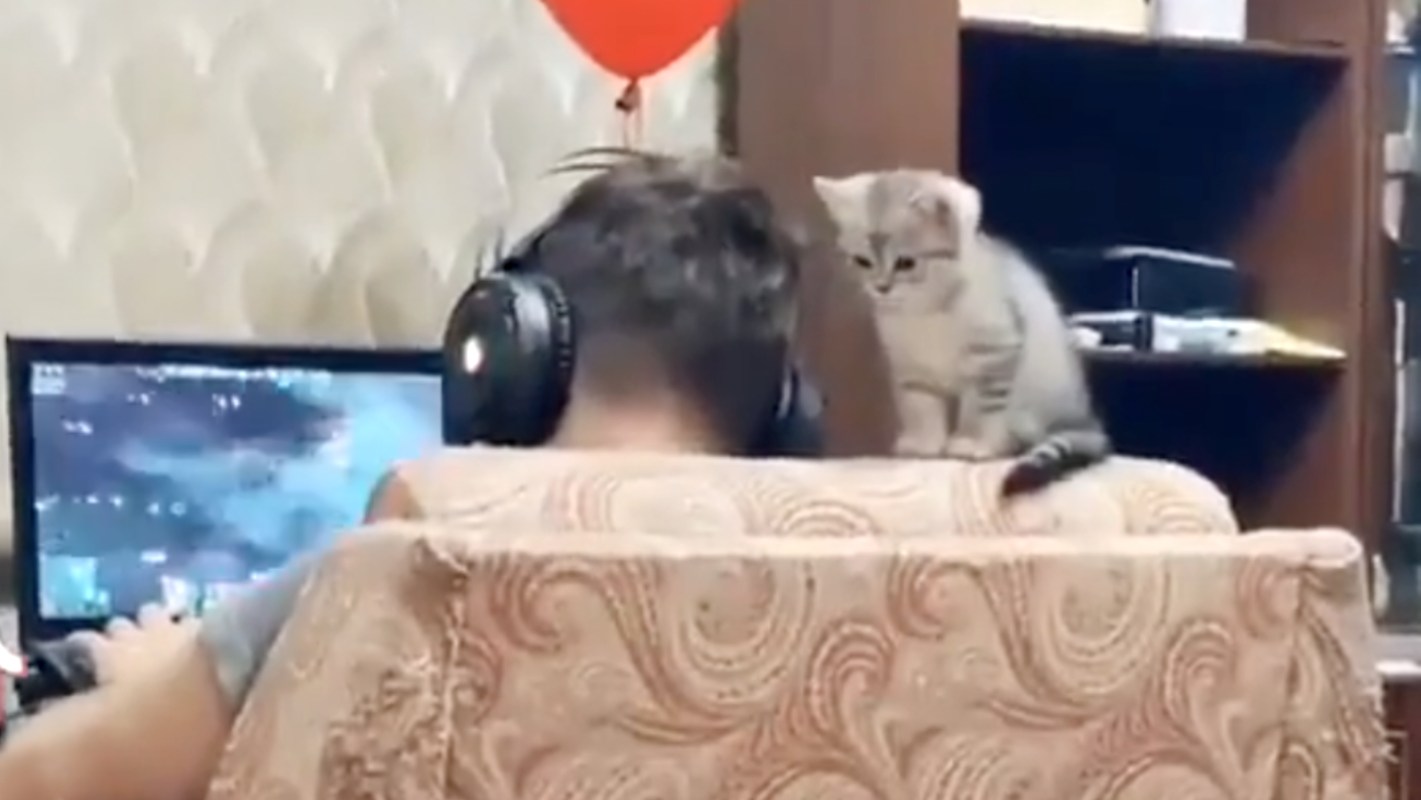 Le tweet du jour : un chaton trop mignon qui réclame de l'attention