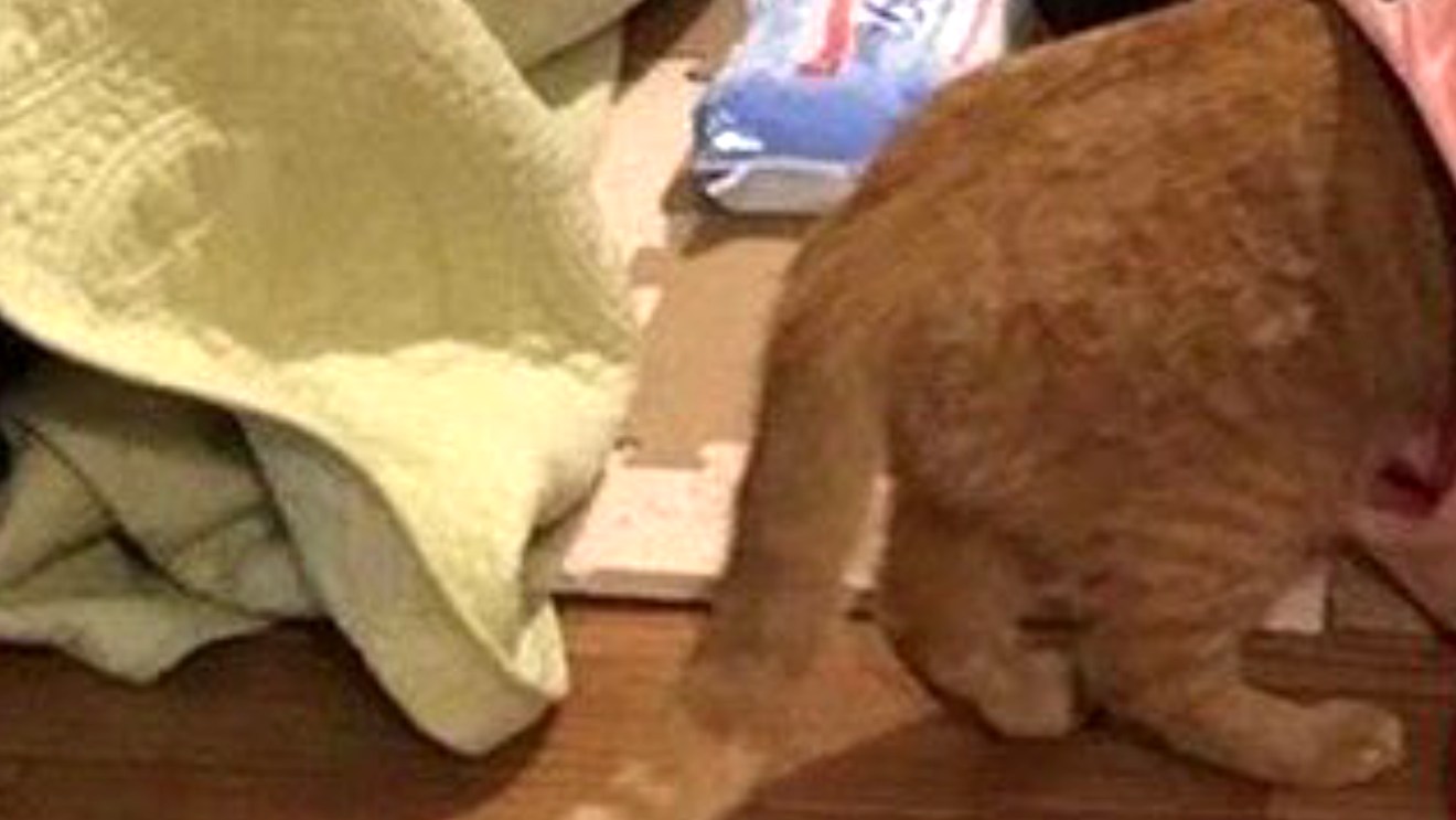 L'image du jour : ce chat vient de faire une très grosse erreur