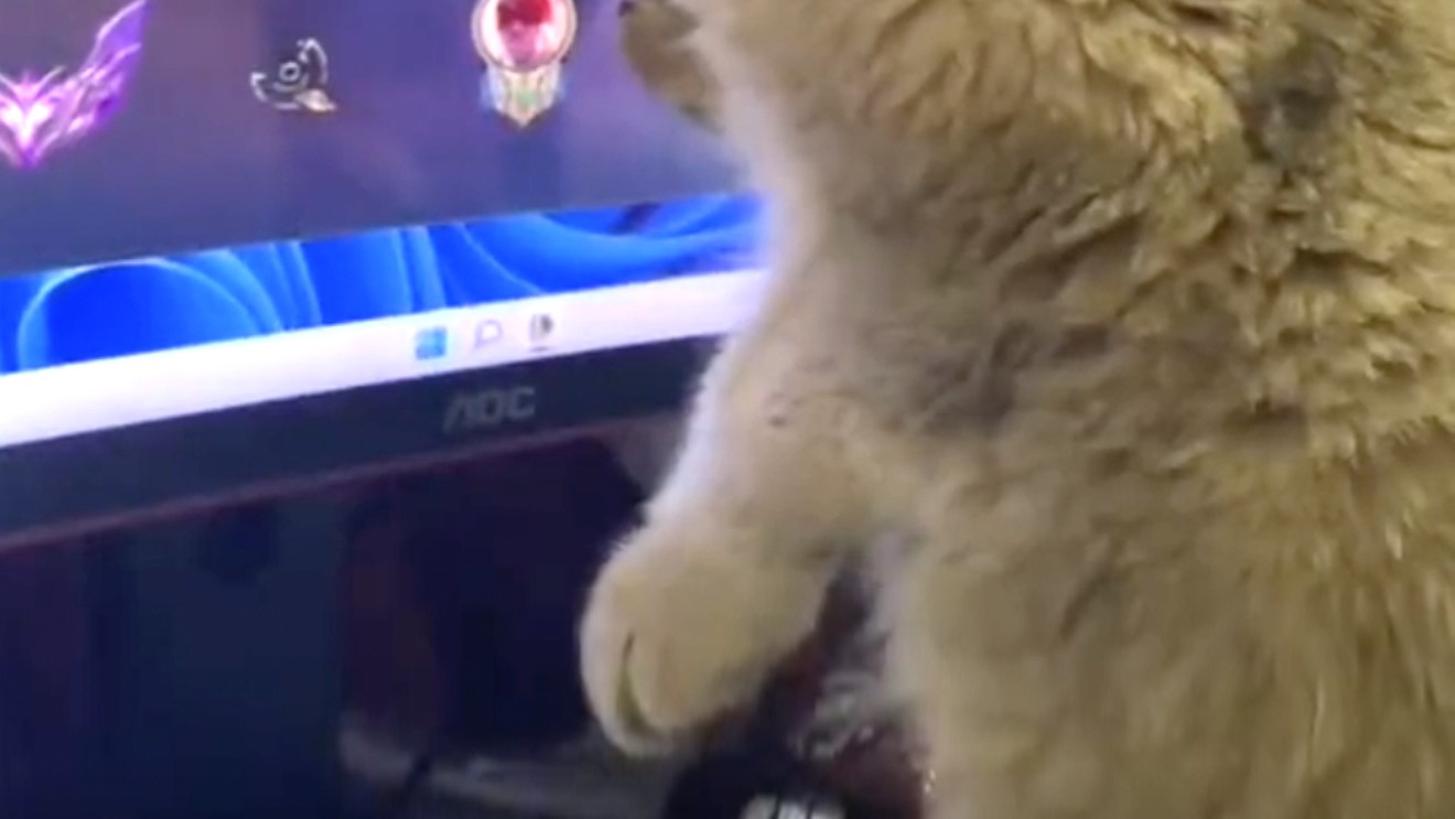 L'image du jour : une chatte de League of Legends fait son petit effet