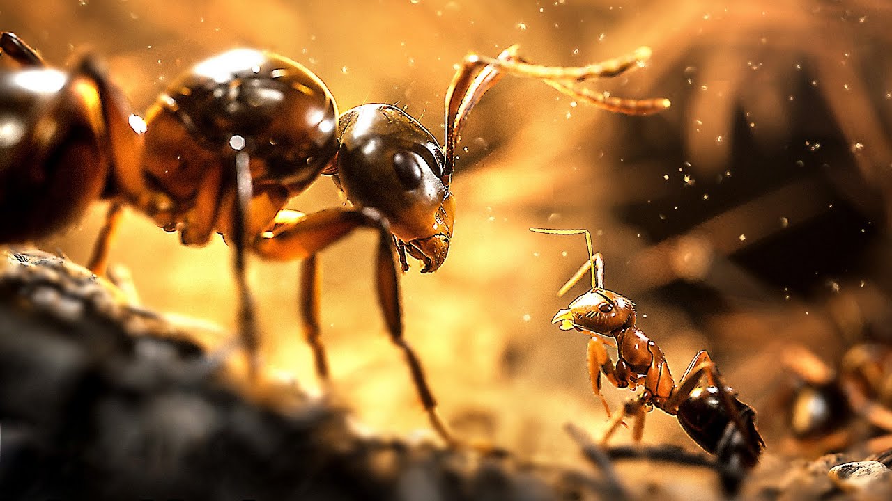 Les Fourmis pourrait bien être le jeu le plus photoréaliste de cette génération