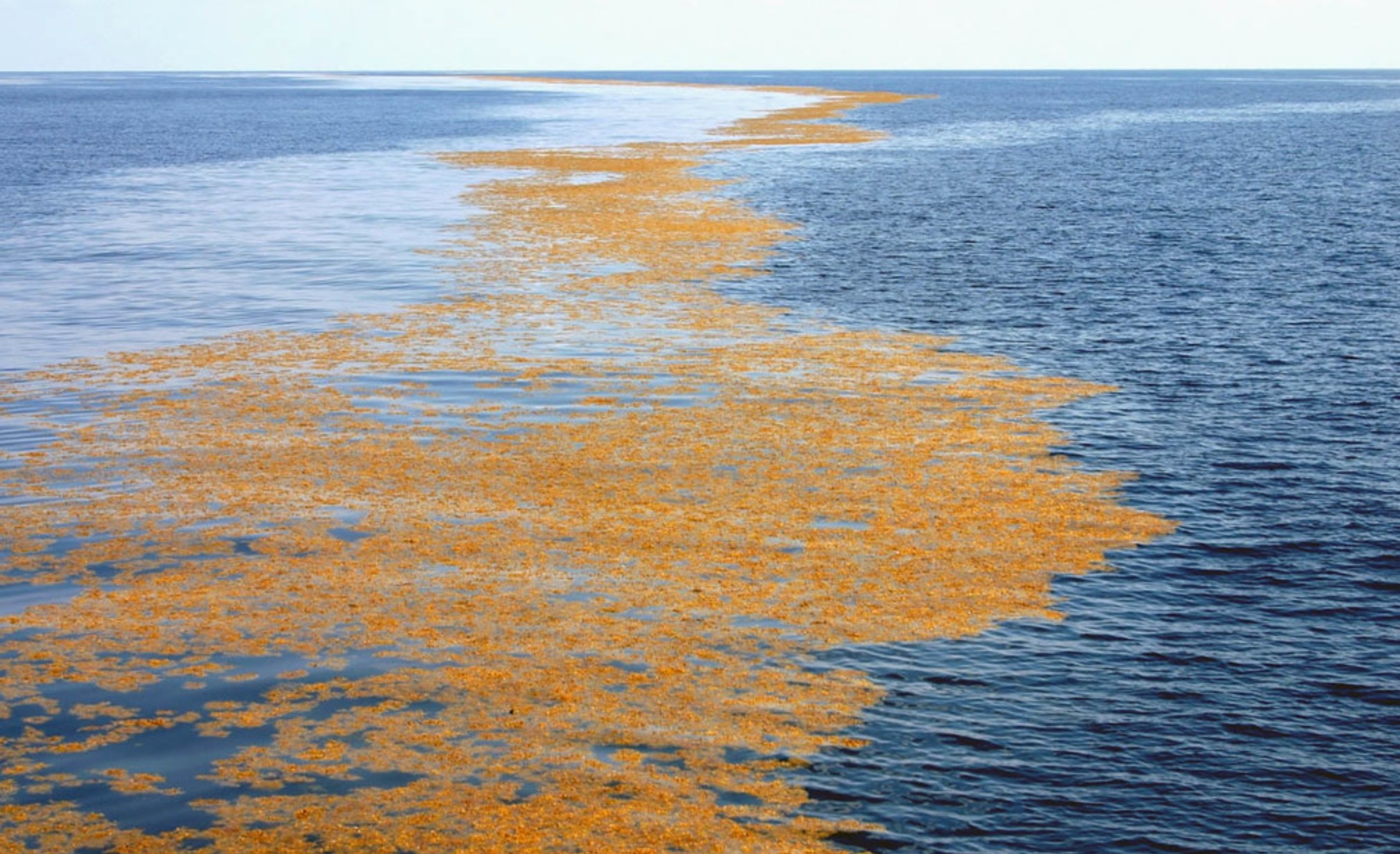 Un ruban brun aussi grand qu'un continent est apparu dans l’Atlantique et c'est mauvais signe