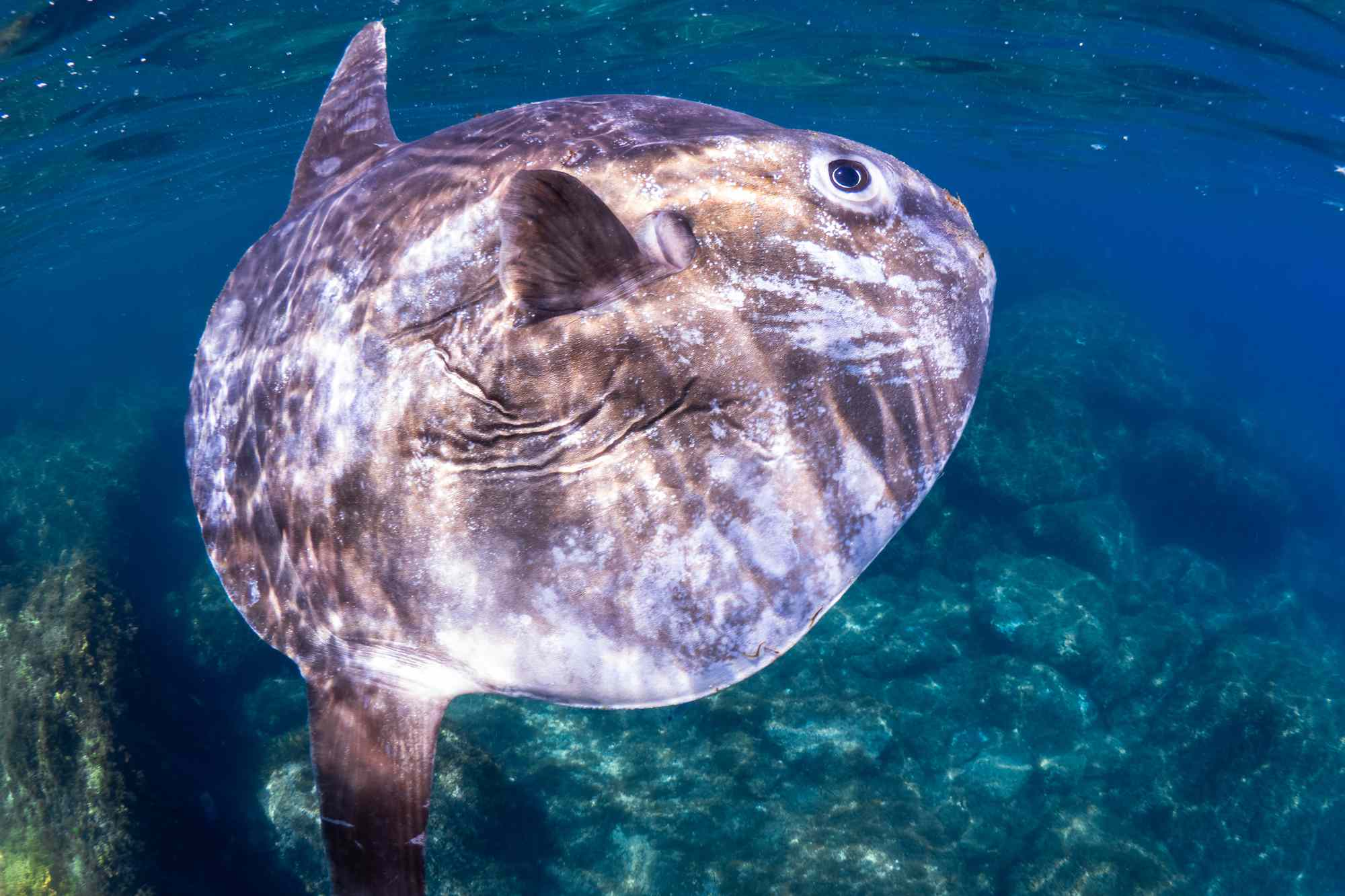 C'est l'une des créatures marines les plus rares au monde et elle s'est échouée sur une plage