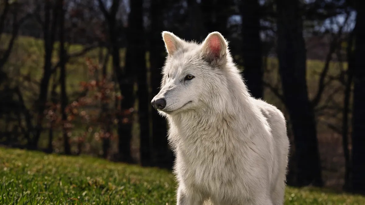 Ces loups-garous de Game of Thrones ont maintenant un an... et ils ont doublé de taille