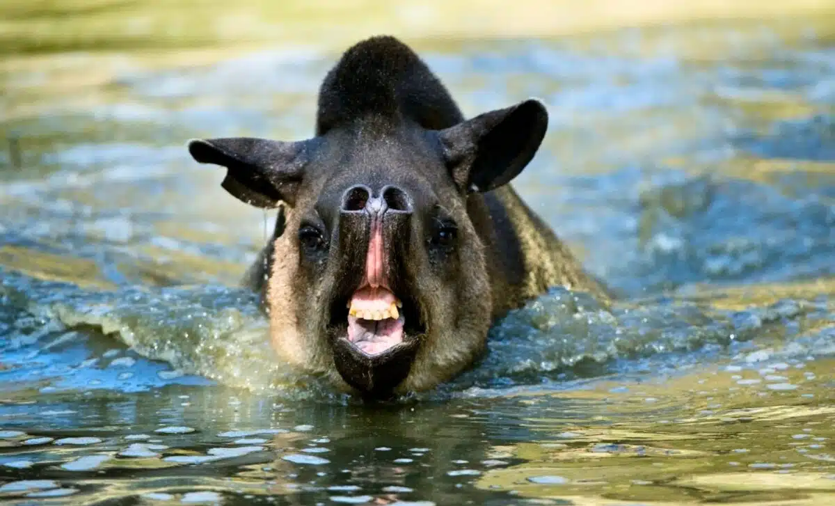 « C'est un miracle de la nature ». Un animal disparu depuis 111 ans réapparaît