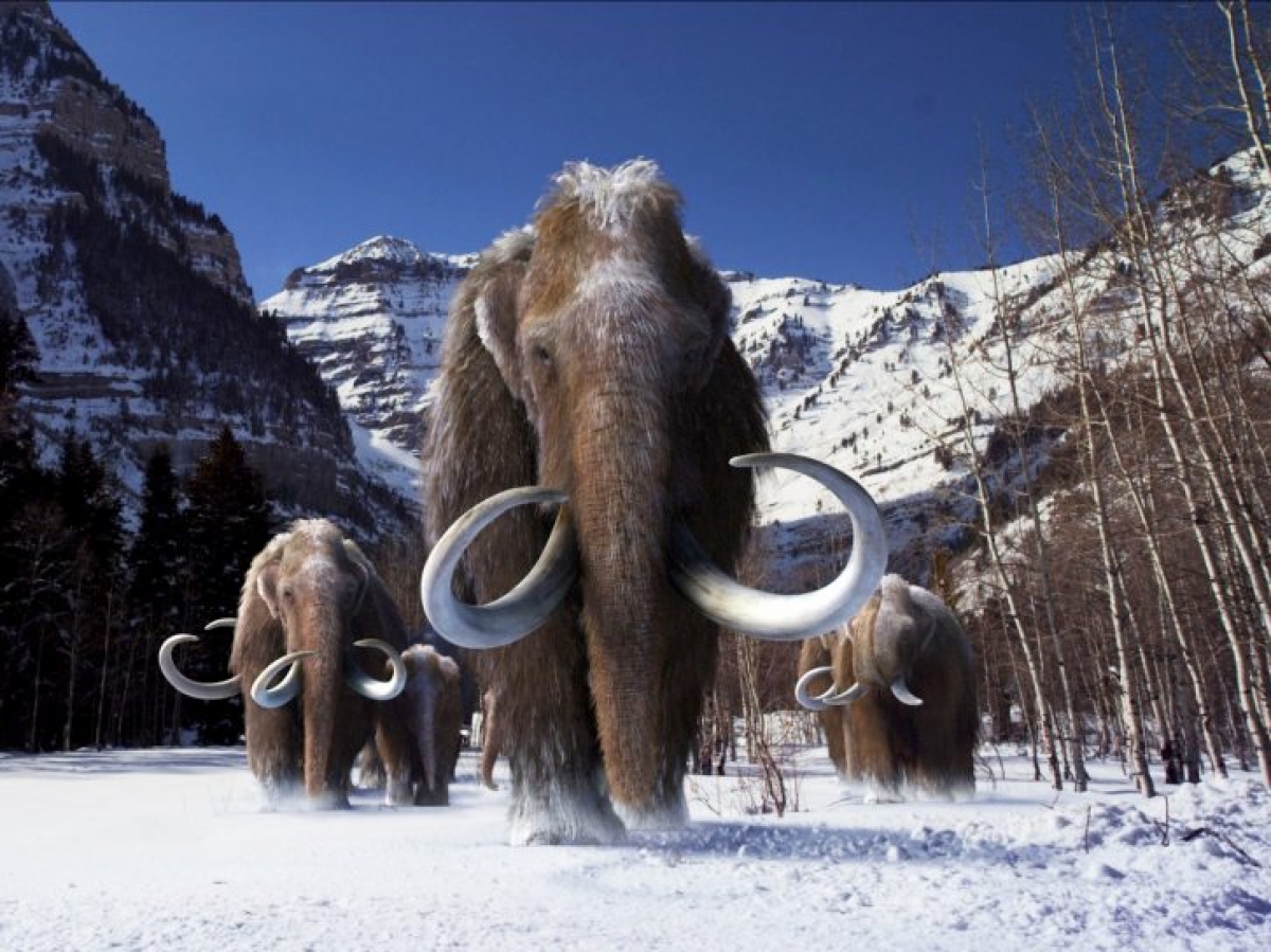 En voulant ressusciter le mammouth, ces scientifiques créent un organisme inattendu