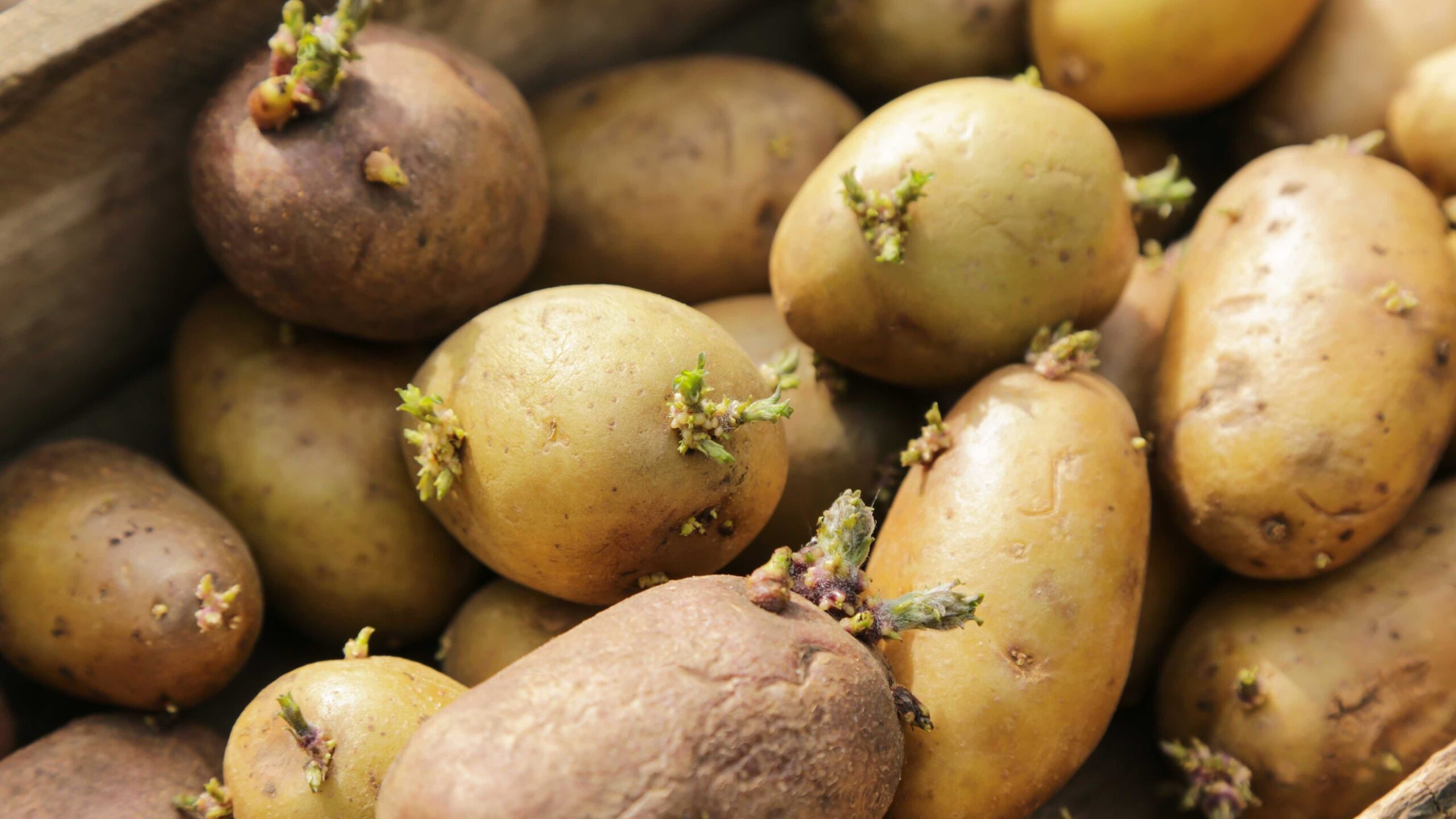 Pouvez-vous manger des pommes de terre germées ? Les experts vous répondent