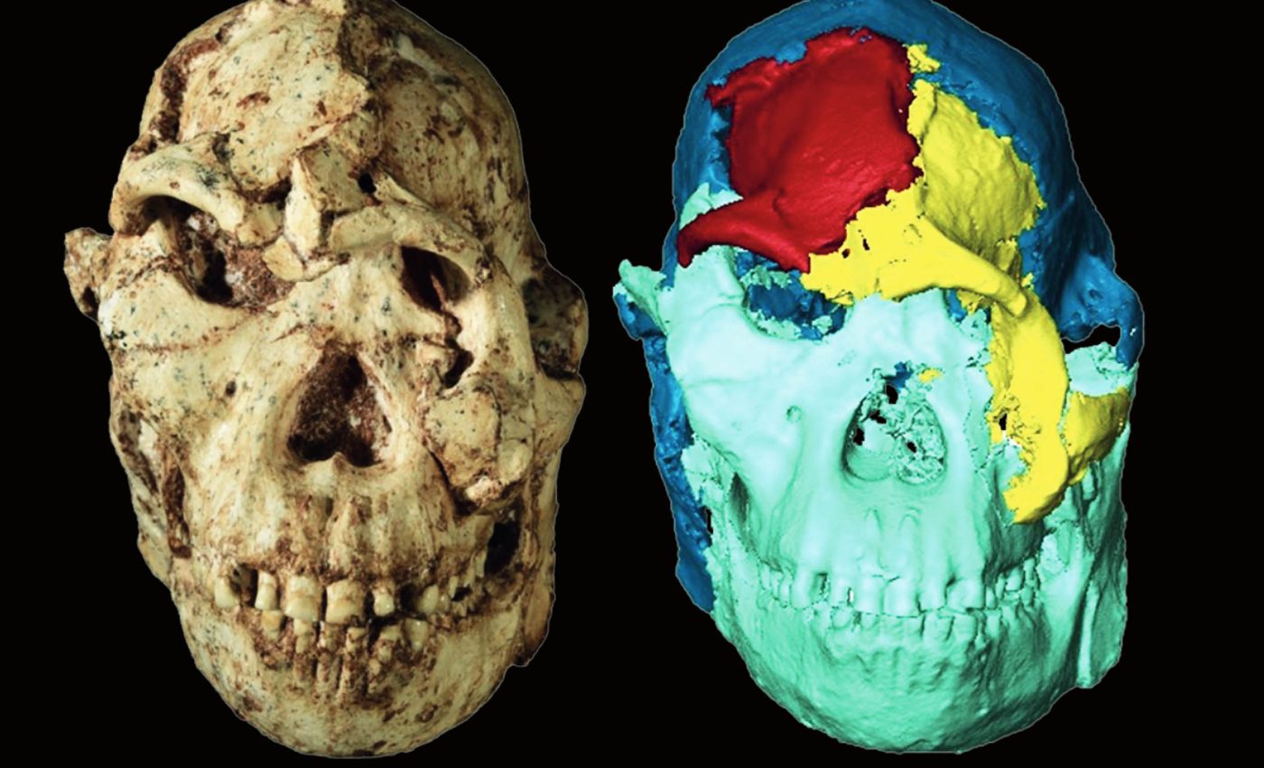 Le visage de « Little Foot », l'australopithèque vieux de 3,67 millions d'années enfin reconstitué par des scientifiques