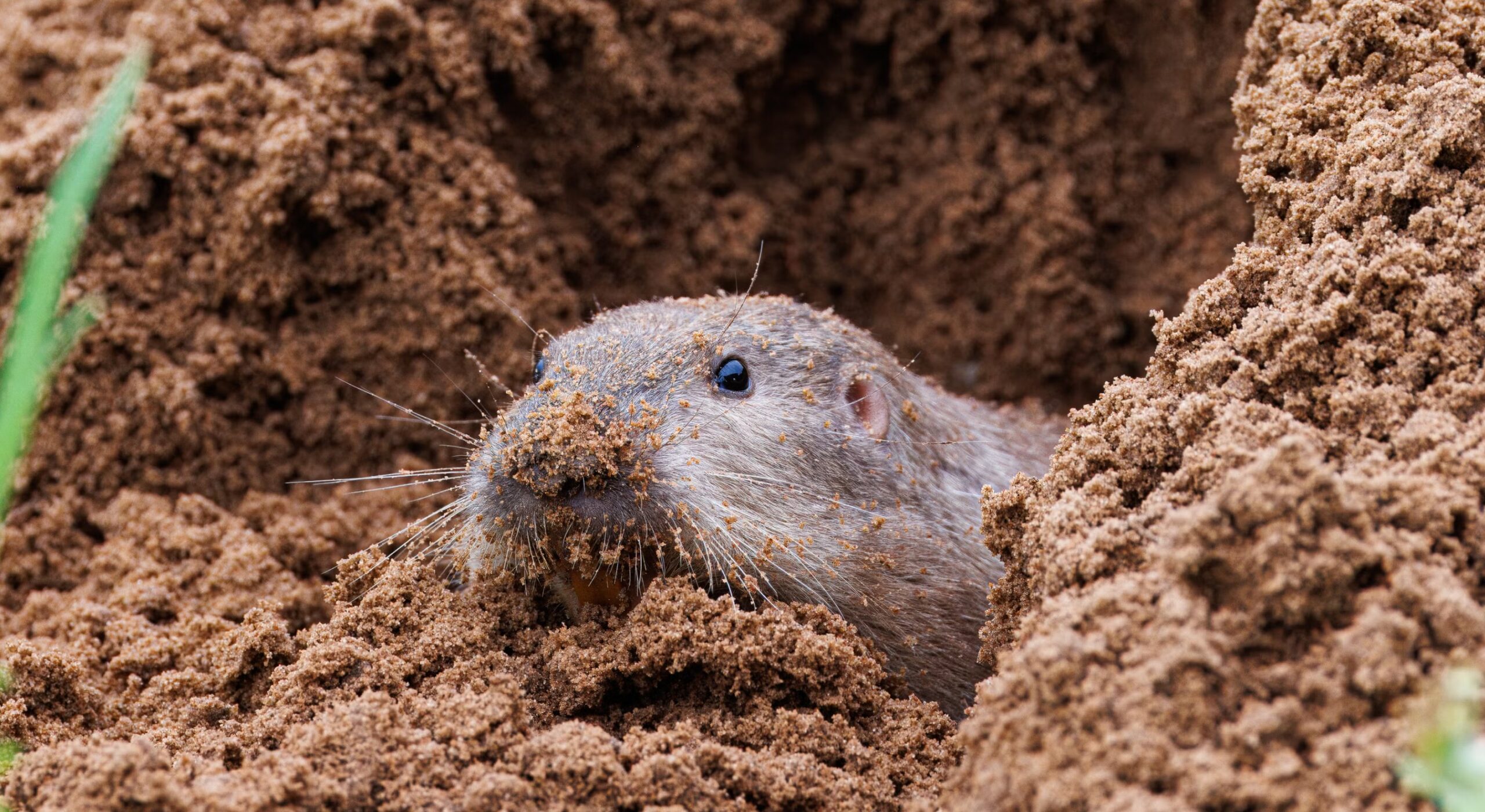 Il y a 43 ans, des scientifiques ont jeté des gaufres sur un volcan, et ce sont maintenant des petits héros