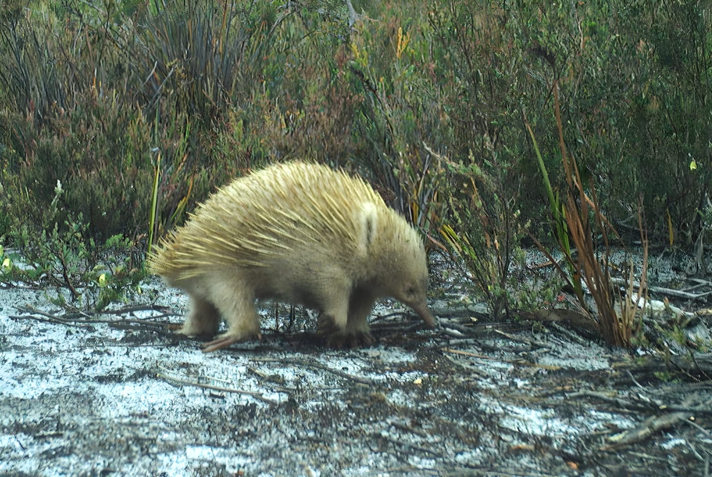 Les premières images uniques d'une île isolée de Tasmanie révèlent des animaux rarissimes