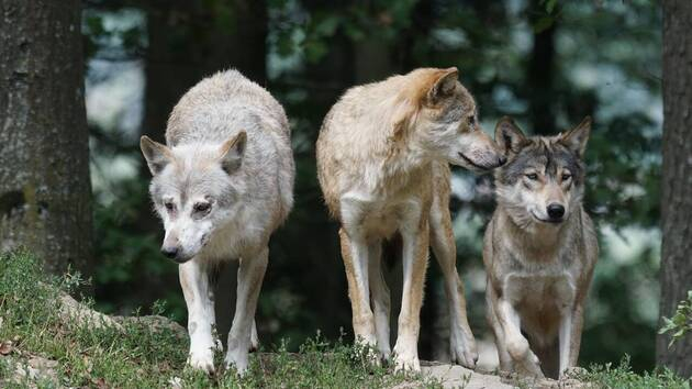 Il voulait filmer illégalement des loups dans un parc national à Marseille et se fait épingler par la justice