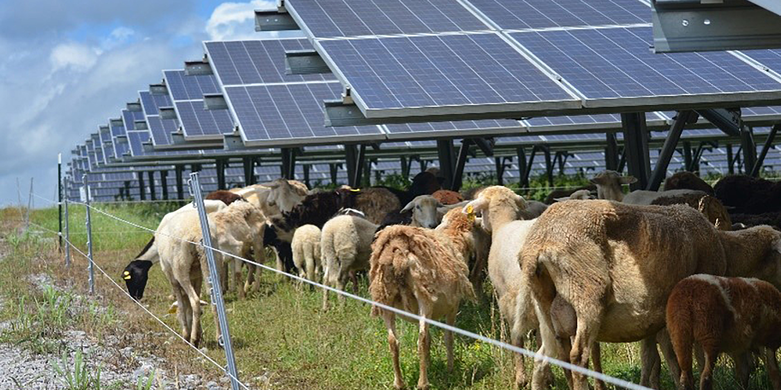 Ils ont amené 40 moutons à côté de fermes solaires, ils découvrent une nouvelle manière de produire de l'énergie