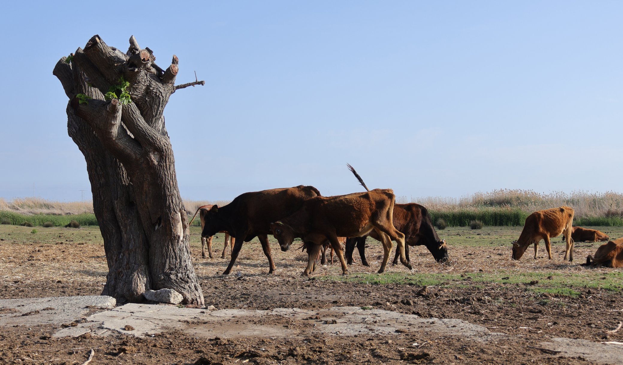 Le secret des vaches redevenues sauvages sur une île isolée enfin révélé