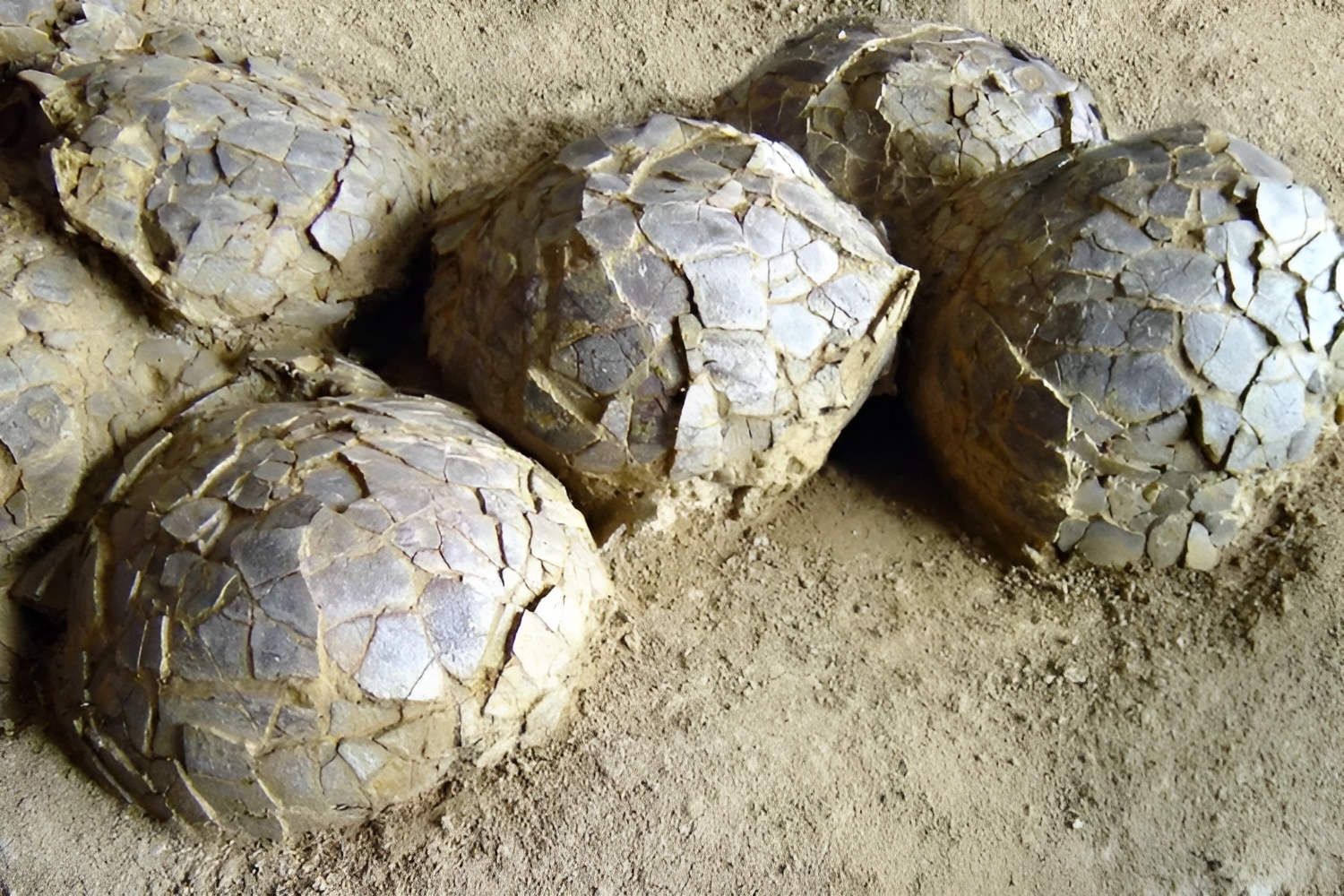 Des scientifiques déterrent une centaine d'oeufs de dinosaures vieux de plus de 70 millions d'années dans le sud de la France