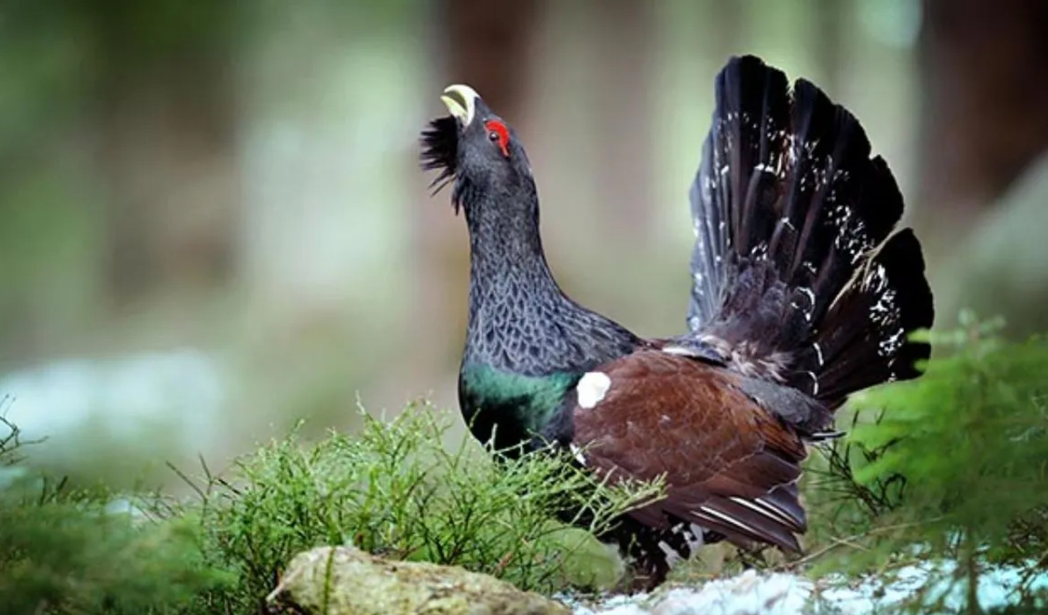 Ils dépensent 5 millions de dollars pour relâcher 30 oiseaux rares dans la nature : les prédateurs en ont déjà dévoré 29