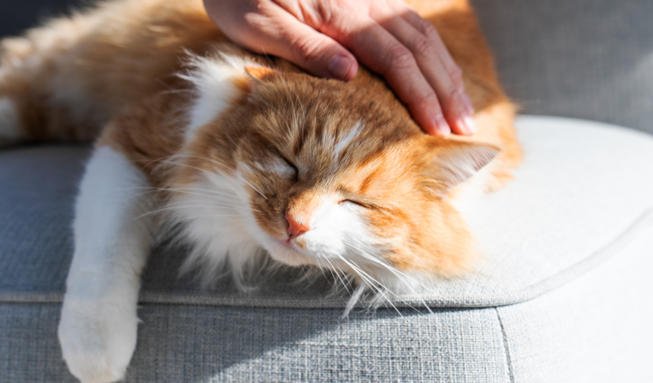 Selon la psychologie animale, les chats ne nous voient pas comme leurs maîtres : la catégorie dans laquelle ils nous rangent va vous surprendre