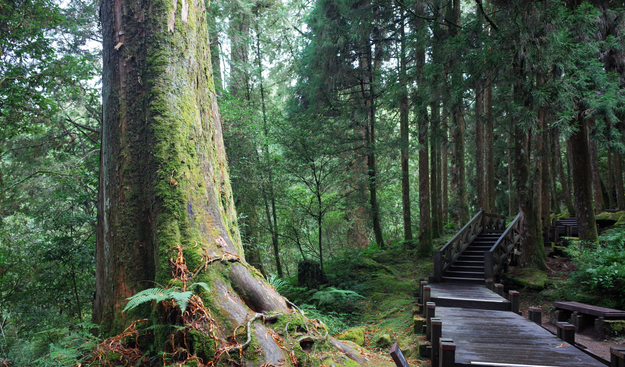 Cet arbre de 84 mètres se cachait dans une forêt de Taïwan : l'équipe qui l'a trouvé n'en croyait pas ses yeux
