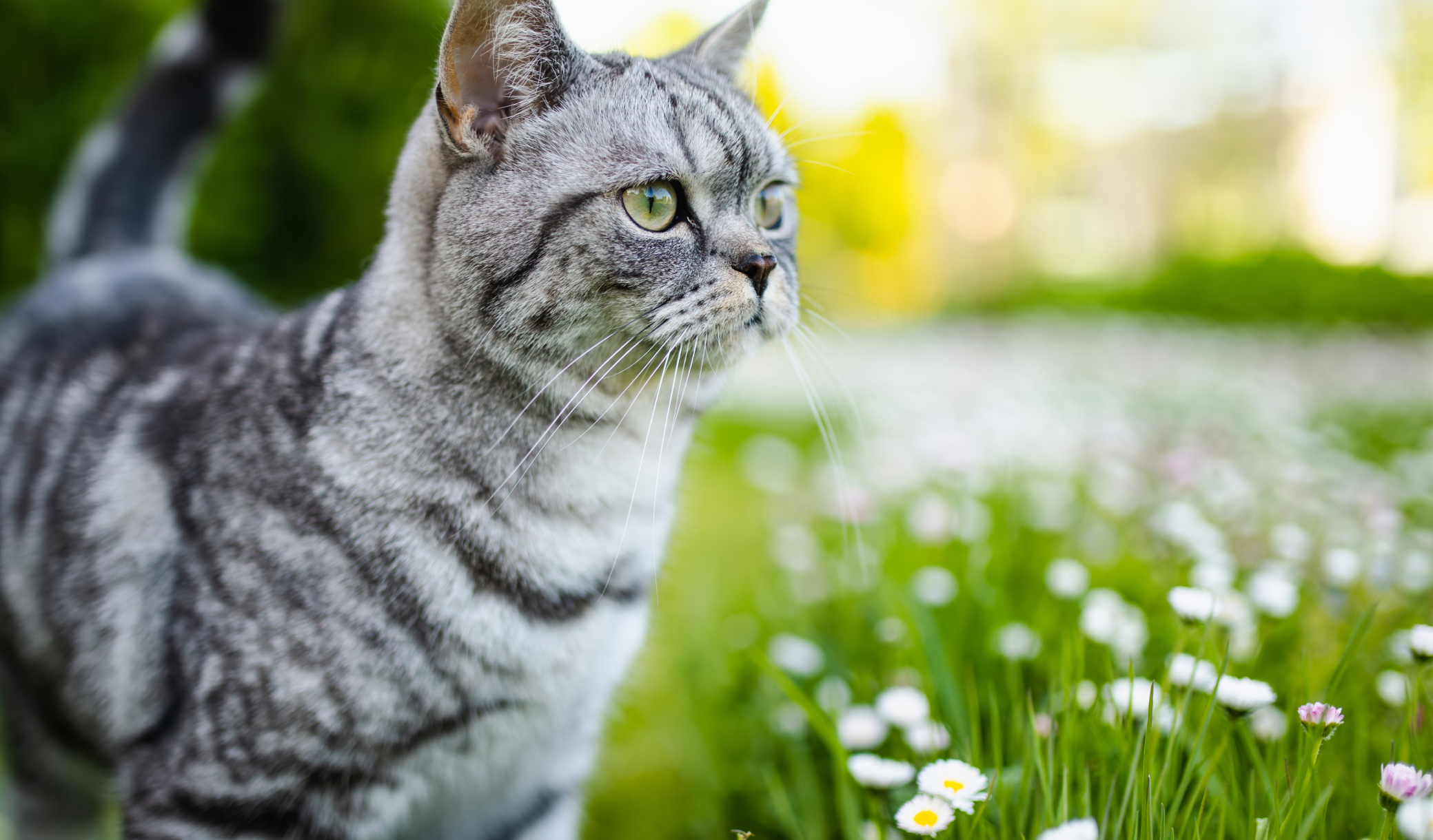 Les vétérinaires sont unanimes : les chats qu'on laisse sortir sous surveillance changent de comportement en quelques semaines