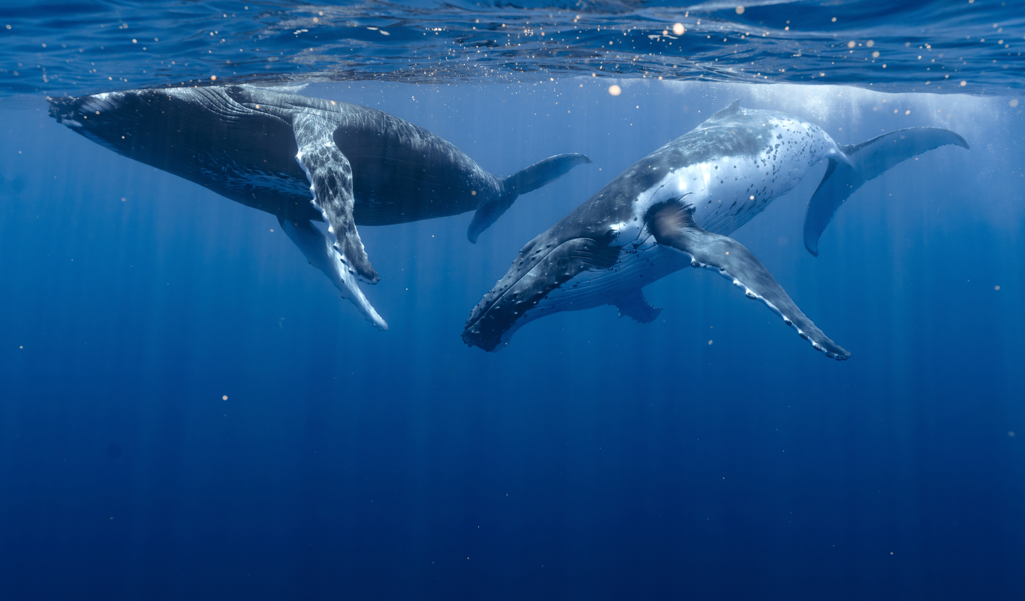 Ce cimetière de baleines dormait depuis 5,3 millions d'années au fond de l'océan Indien : les scientifiques n'en reviennent pas