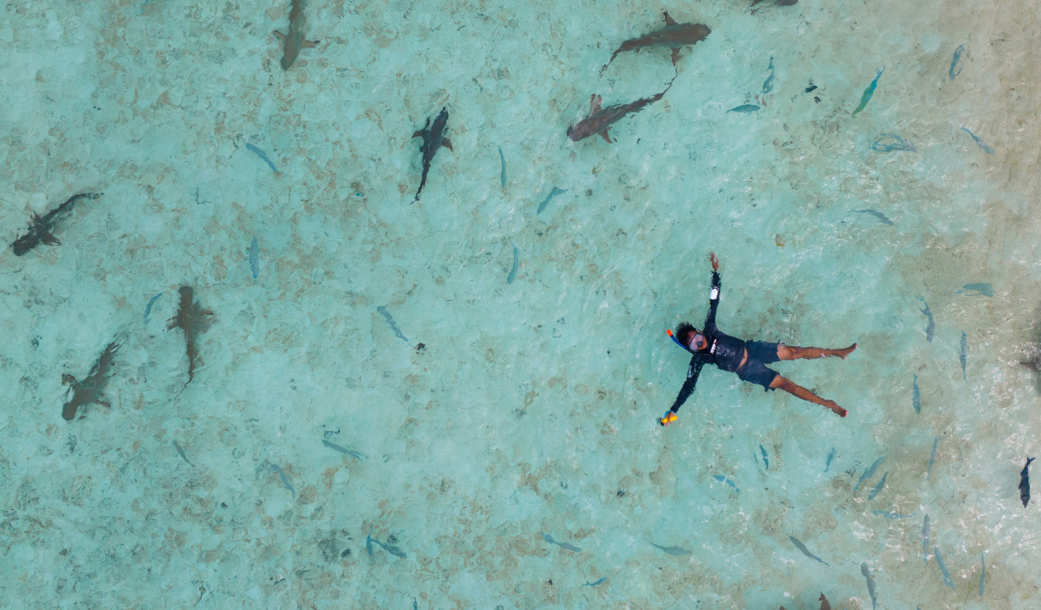 En Californie, un pilote de drone repère un requin derrière un surfeur et lui sauve la vie