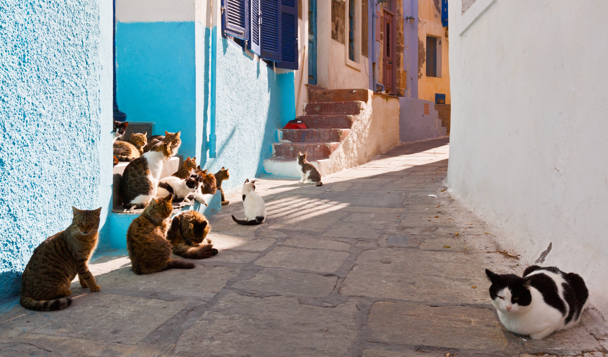 Chats errants : sur cette île grecque, on vous offre un logement gratuit à condition de les nourrir