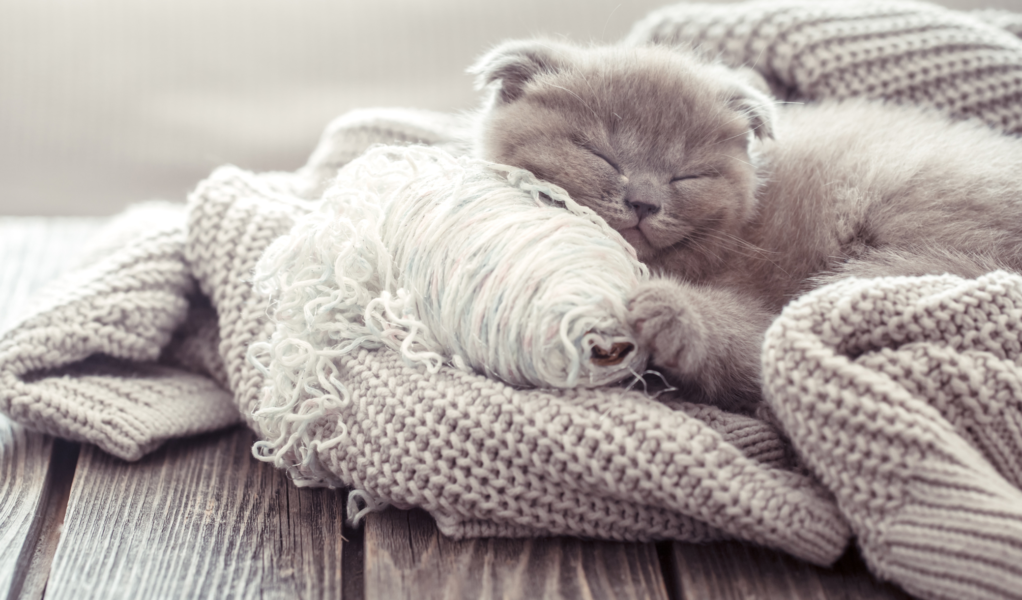 Si les chats dorment sur vos vêtements, ce n'est pas le confort qu'ils cherchent mais votre odeur