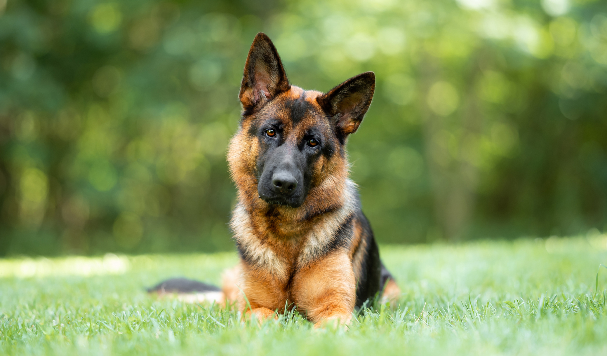 Les vétérinaires s'accordent à propos du Berger Allemand, ces chiens surveillent souvent la maison grâce à leur fort instinct de protection
