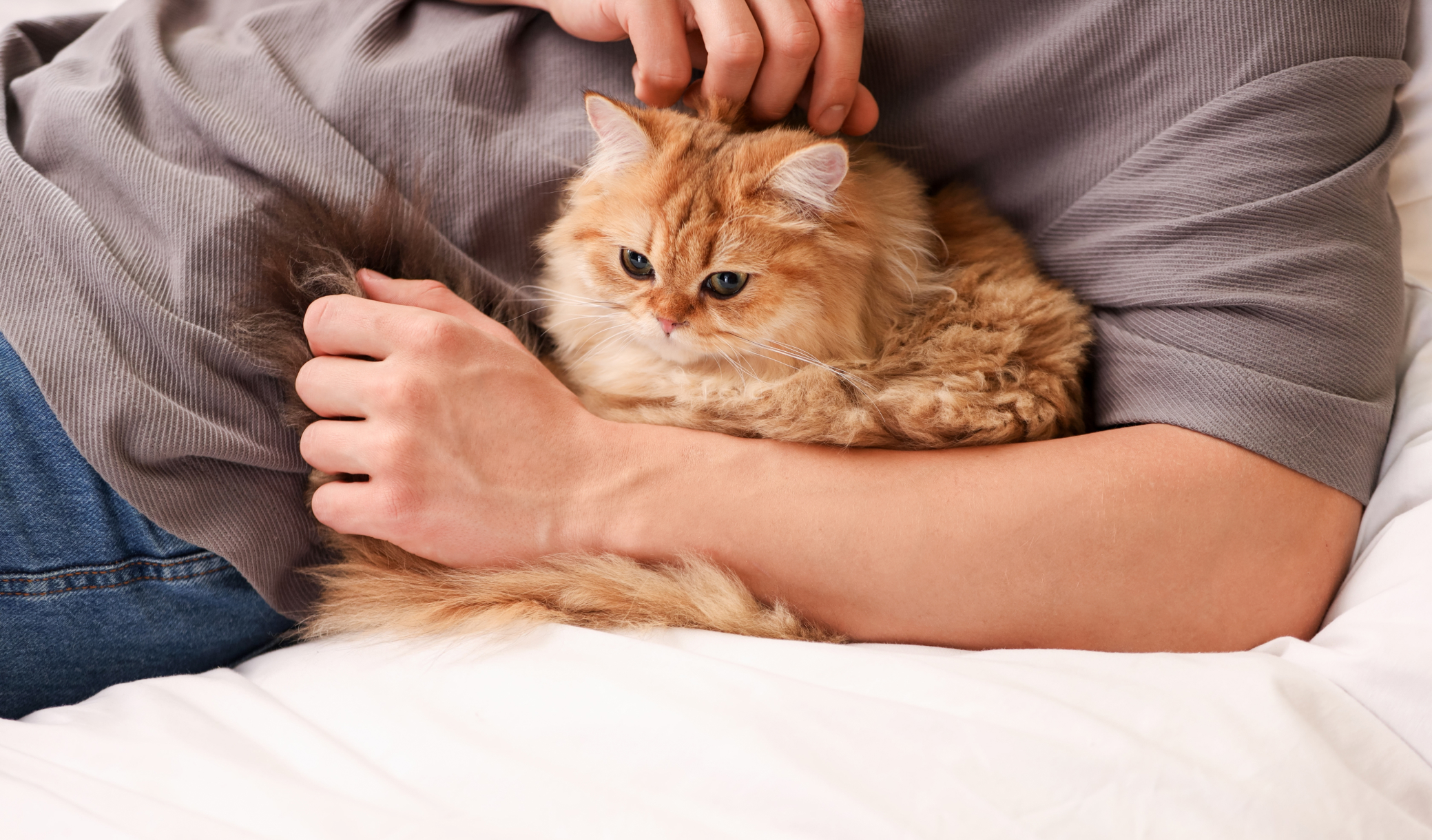 Les vétérinaires déclarent : Les chats préfèrent les personnes qui proposent des routines régulières et respectent leur temps