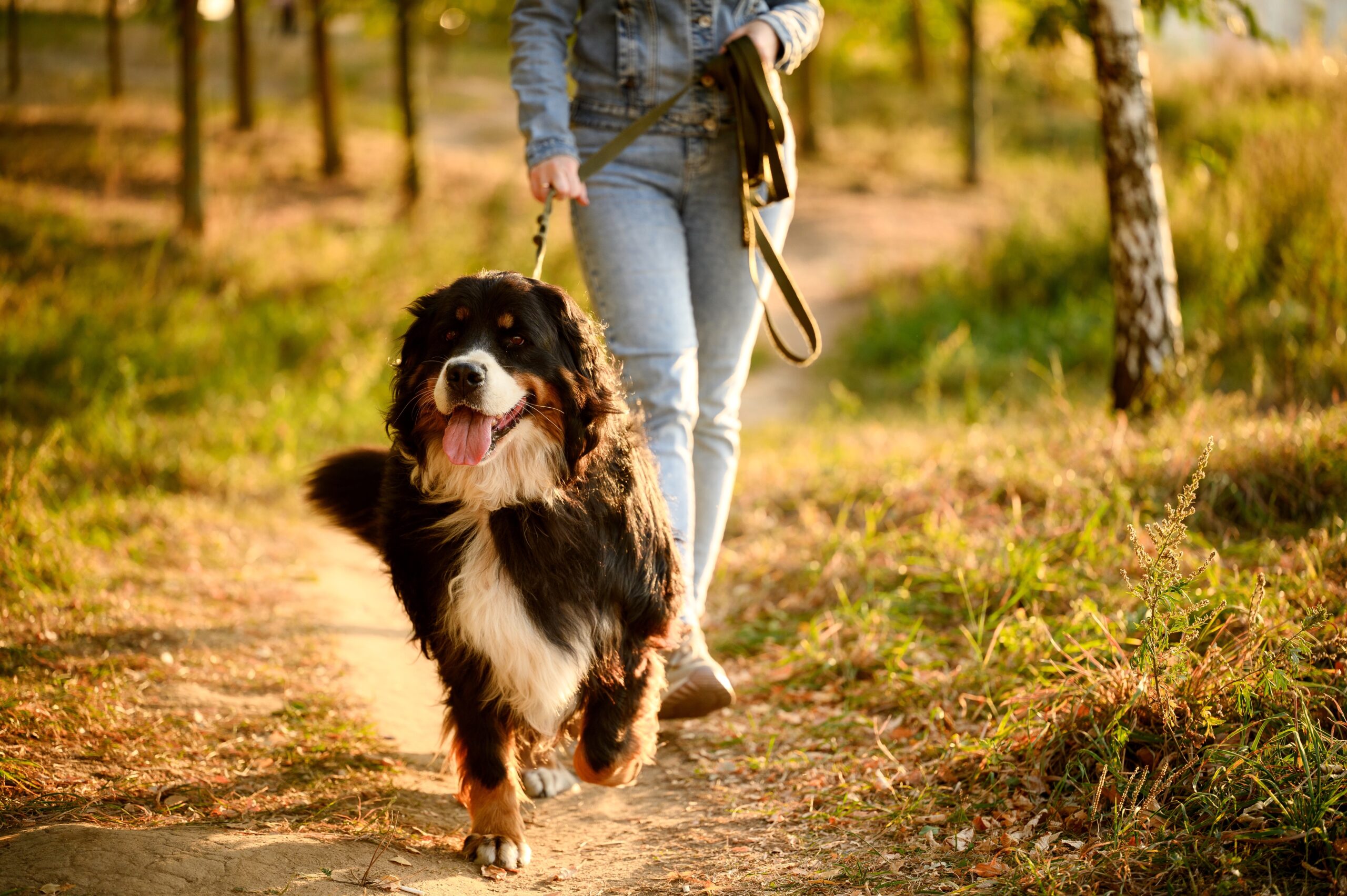 Confirmé par la Loi sur le Bien-être Animal avec amende : les propriétaires de chiens et chats ne peuvent pas utiliser d'ustensile restreignant leur mobilité