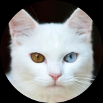 Dalbert